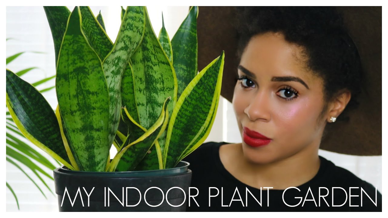 My House Plants Youtube