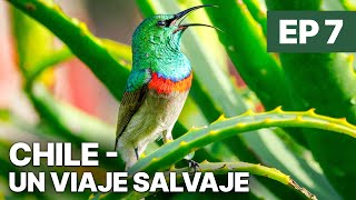 Chile - Un Viaje Salvaje - EP 7 | Documental gratuito