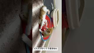 ひっくり返りすぎる子猫レスリング #cat #猫 #kitten #子猫 #保護猫 #こねこ #ねこ