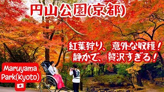 🍁円山公園の紅葉(京都)、意外な収穫！園内は静かで、美しい紅葉に囲まれ、贅沢すぎる！