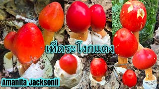 เก็บเห็ดระโงกแดงอเมริกาล่าสุด 2023 Amanita Jacksonii ทานสดได้ 🍄❌ไม่ชำนาญห้ามเก็บ