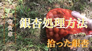 【田舎暮らし】銀杏かんたん処理方法