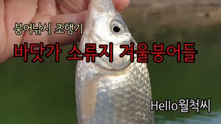 바닷가 소류지 겨울붕어 마릿수 대박 - Hello월척씨