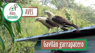 Aves: Gavilán garrapatero - Pigua – Yellow-headed Caracara – Milvago Chimachima