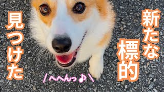 【第九十七話】ぷくの新たな標的、発見！【コーギー犬】