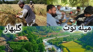 میله توت در‌ولسوالی سر سبز گلبهار، ولایت پروان،پنیر وطنی..😊👌Gulbahar Parwan Province toot