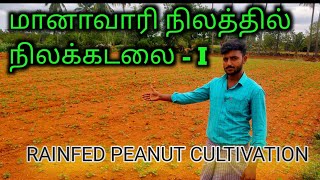 Rainfed groundnut cultivation |மானாவாரி நிலக்கடலை சாகுபடி|peanut|ஒரு ஏக்கர் 30கிலோ|அரை ஏக்கர் 15கிலோ