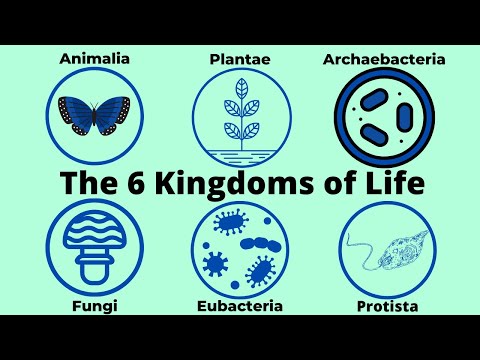 Three Domains Of Life Classification Neetlab Three Domains Of Life Classification Neetlab