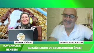 BUZAĞI BAKIMI VE KOLOSTRUMUN ÖNEMİ | HAYVANCILIK REHBERİ