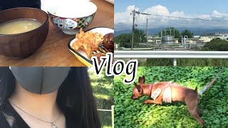 [vlog]강아지들이랑 꿀잼 하루를 보내자🐕💕わんちゃん達との充実した1日