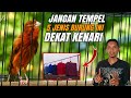 5 Jenis burung yang tidak bagus di dekatkan dengan KENARI‼️