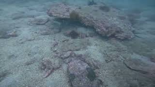 20230610-1-4 Scuba Diving at Basalt Island, Hong Kong (Part 4/5)