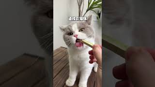 小壳的猫草棒猫咪爱吃又能排毛 新手养猫 猫零食 小壳猫草棒 猫草棒 排毛球