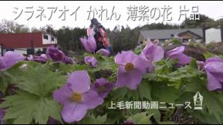 シラネアオイ　かれん　薄紫の花　片品