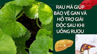 Rau má giúp bảo vệ gan và hỗ trợ giải độc sau khi uống rượu| Báo Lao Động