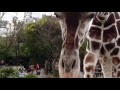 【天王寺動物園】幸弥くんが近いよ～