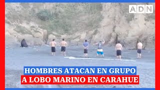 Hombres apedrean a lobo marino arrinconado en la Región de la Araucanía