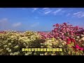 春回大地，万物复苏，赏花季节又到来