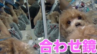 【検証】犬に合わせ鏡をするとどんな反応をするのか？