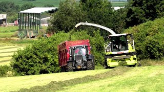 Silaging the THIRD Cut with Claas 980 - and WHAT a Crop!