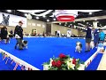 2022 keeshond national specialty best of breed part 1