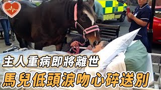 主人重病即將離世，馬兒病床前心碎道別，輕觸臉頰不舍嘶鳴引無數網友淚目【馬 淚目 臨終 寵物 去世 告別 淚目】