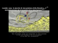 Ciclo de vida de E coli O157 H7 y su interacción con el intestino