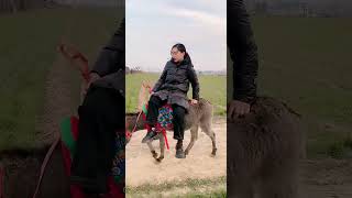 Funniest Donkey Ever Donkey Training the fun way 247