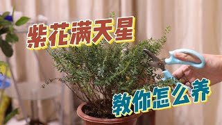 紫花满天星怎么养？园艺师教你，紫花满天星的详细养护技巧