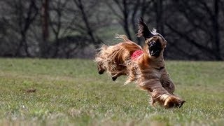 Hassia Windhunderennen in Volkmarsen