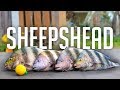 how to catch fish faster than everyone next to you - sheepshead