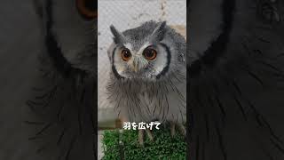 威嚇するふくろう