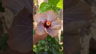 আমার তৈরি করা জবা 🌺🌺❤️❤️#garden#gardening#greengardener#viral#ytshorts#hibiscus#জবা#flower