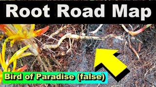 Root Road Map  - Bird of Paradise