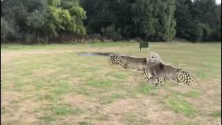 Casper the ural owls first experience