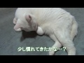 タマゴと白猫ユキ♪ white cat yuki and egg