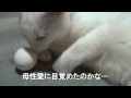 タマゴと白猫ユキ♪ white cat yuki and egg