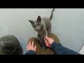 【犬っぽい猫】とってもお利口なロシアンブルー パート9 扉を開ける！ the dog like russian blue cat is kind and smart part 9