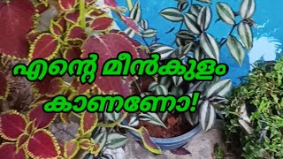 എന്റെ മീൻകുളം കാണണോ!#Fishtank#shorts#