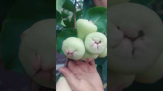 water Apple 🍏 Fruits#jamrul fruit#shortsfeed#shortsyoutube#shorts#viral#vlogs4youmsm