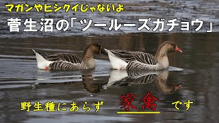 【珍鳥】菅生沼のツールーズガチョウ（マガンやヒシクイじゃないよ）