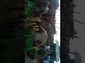 bolgarh raja jatra gada sahi tribal people s dance