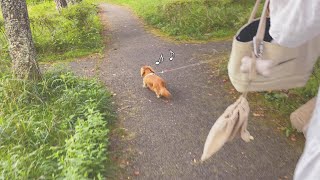 I tried to hide while walking with my dog ​​[miniature dachshund]