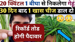 गेहूं से 1 बीघा में 20 क्विंटल होगा उत्पादन बस 1 खास चीज डाल दो || Gehu Me Khad || Gehu Ki Kheti