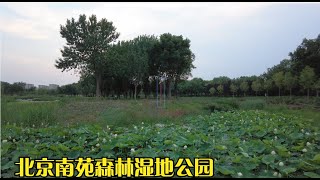 北京南苑森林湿地公园-北京最美湿地公园