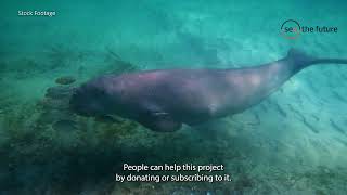 Cambodia Marine Mammal Conservation Project | SeaTheFuture