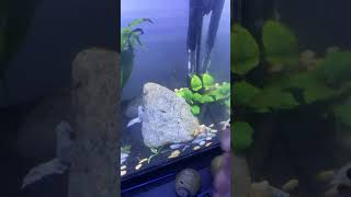 Feeding the ember tetras!