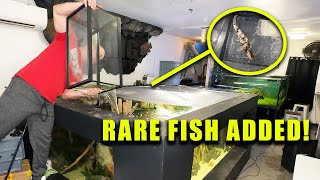 ADDING A RARE FISH TO THE MONSTER AQUARIUM! - The king of DIY