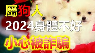 2024生肖運勢，十二生肖2024年，屬狗人在健康方面可能面臨一些問題。由於懶惰的原因，他們不願意運動，更喜歡在家裡浪費時間玩手機。長時間的壓力，導致脊椎和肩部嚴重。2024年作為生肖狗，刑太歲的一年