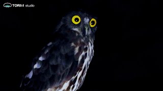 Brown Hawk Owl | birdcall